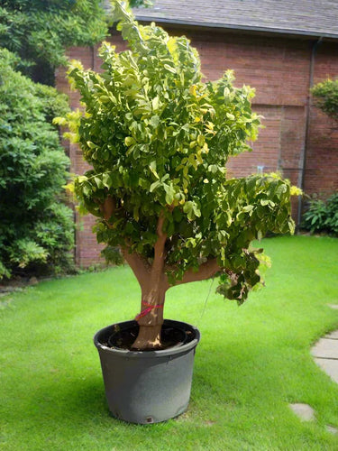 Tree Citrus Lemon - Specimen